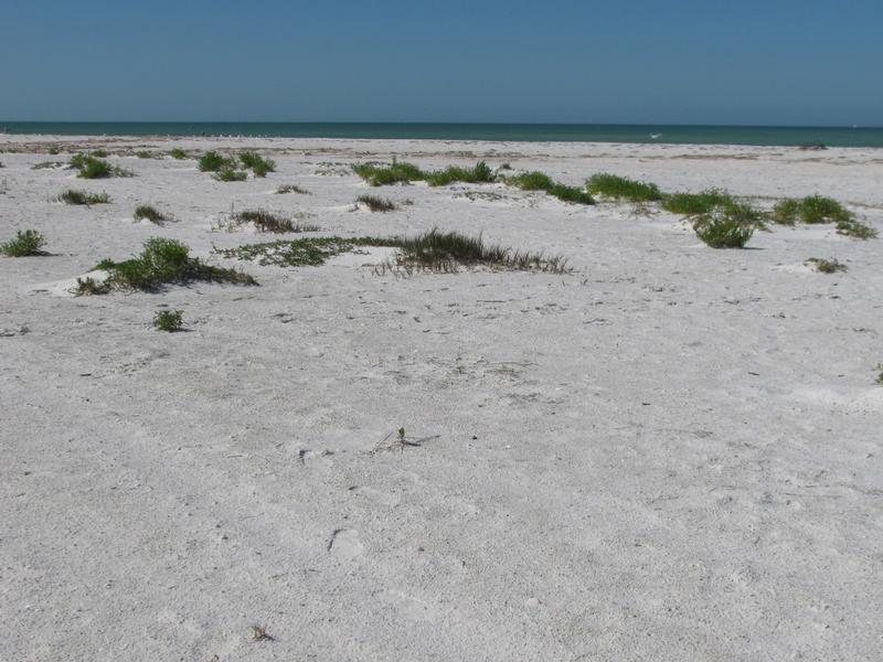 Natural beaches of Caladesi Island are very near